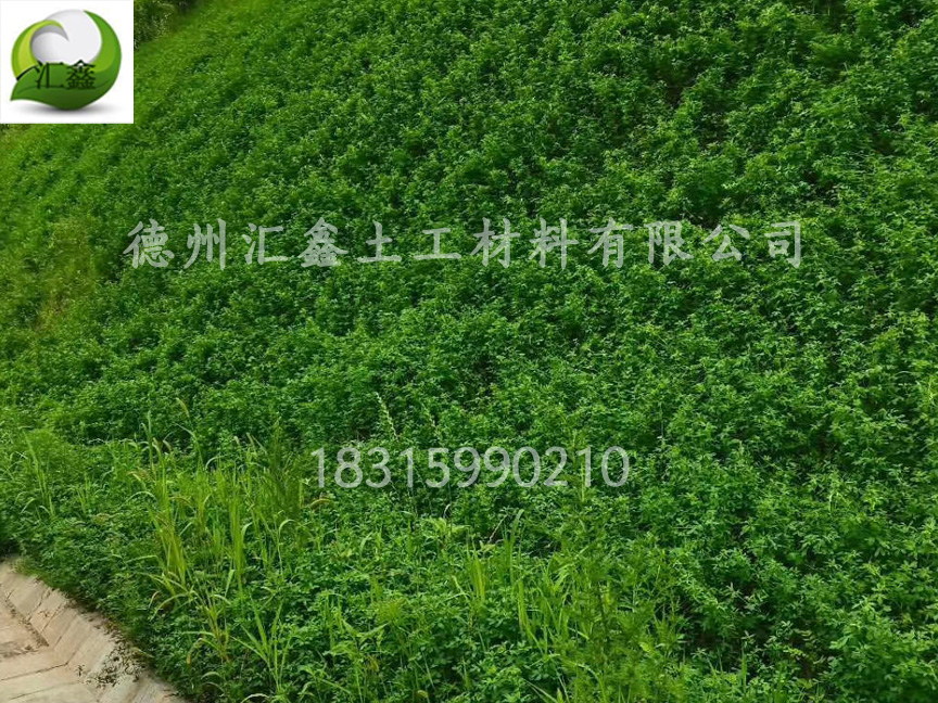 植被毯可以种植植物吗？(图1)